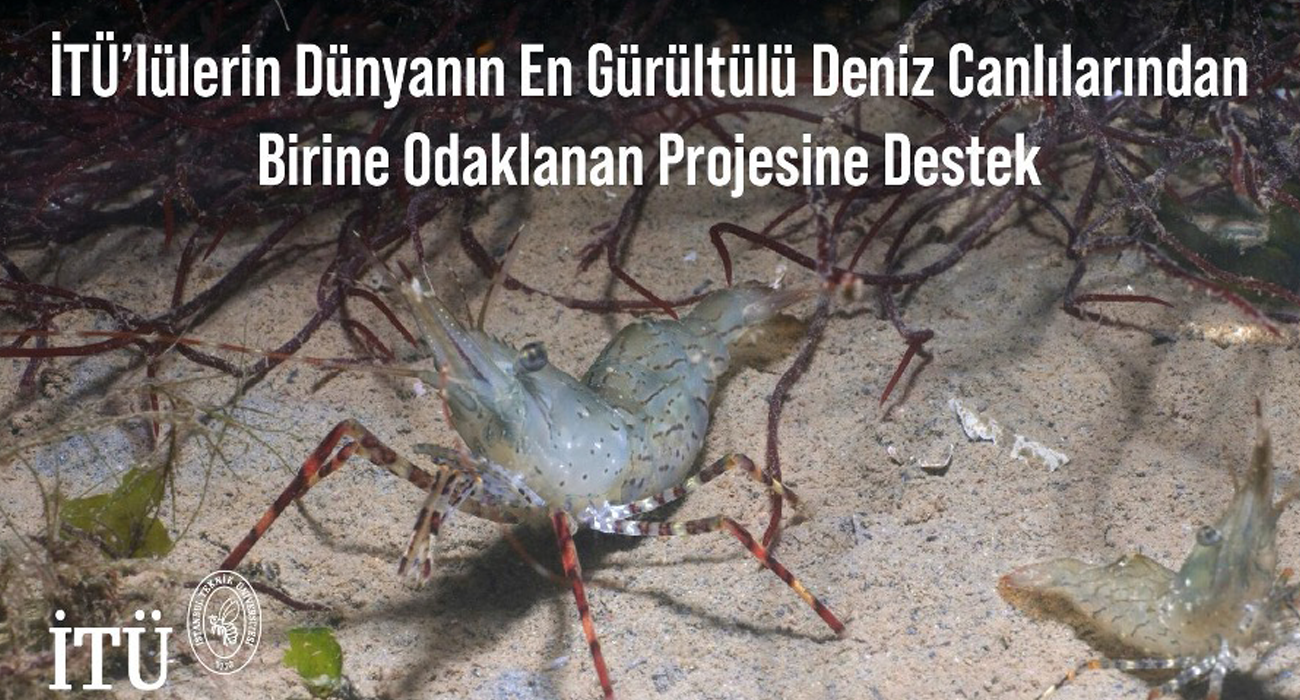 support-for-itu-students-project-focusing-on-one-of-the-worlds-loudest-marine-creatures